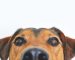 12 cosas que tu perro hace y que tienen una explicación alucinante