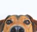 12 cosas que tu perro hace y que tienen una explicación alucinante