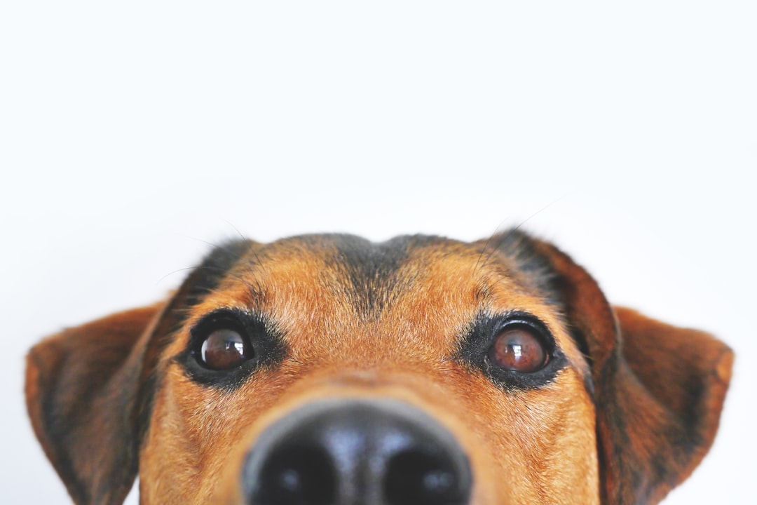 12 cosas que tu perro hace y que tienen una explicación alucinante