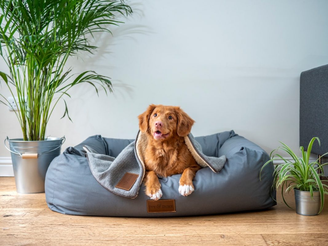 Tu perro también necesita calma: cómo crear un espacio seguro en casa