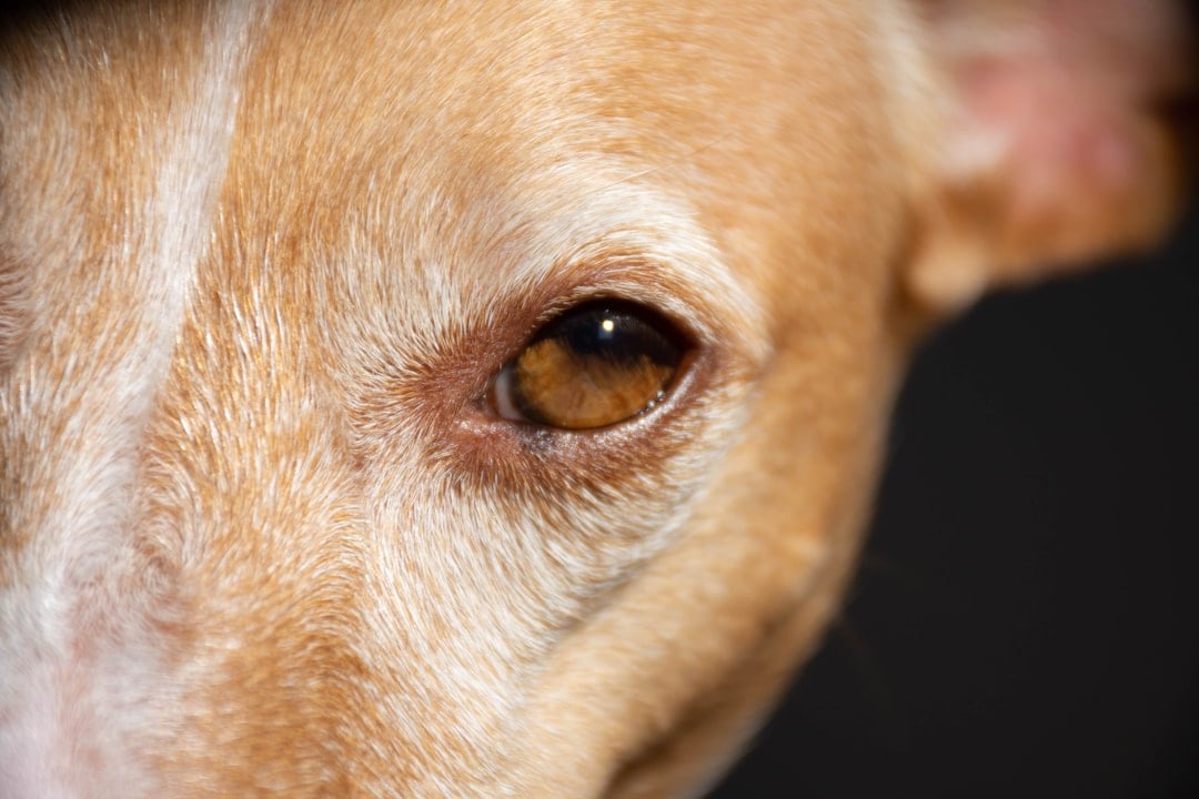 Lo que los perros perciben de los humanos que nosotros ni imaginamos