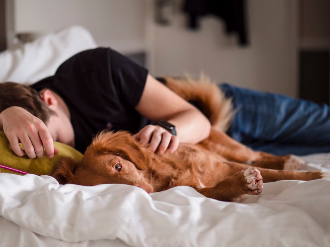 Los perros sueñan, lloran y se aburren: todo lo que siente tu perro y cómo saberlo