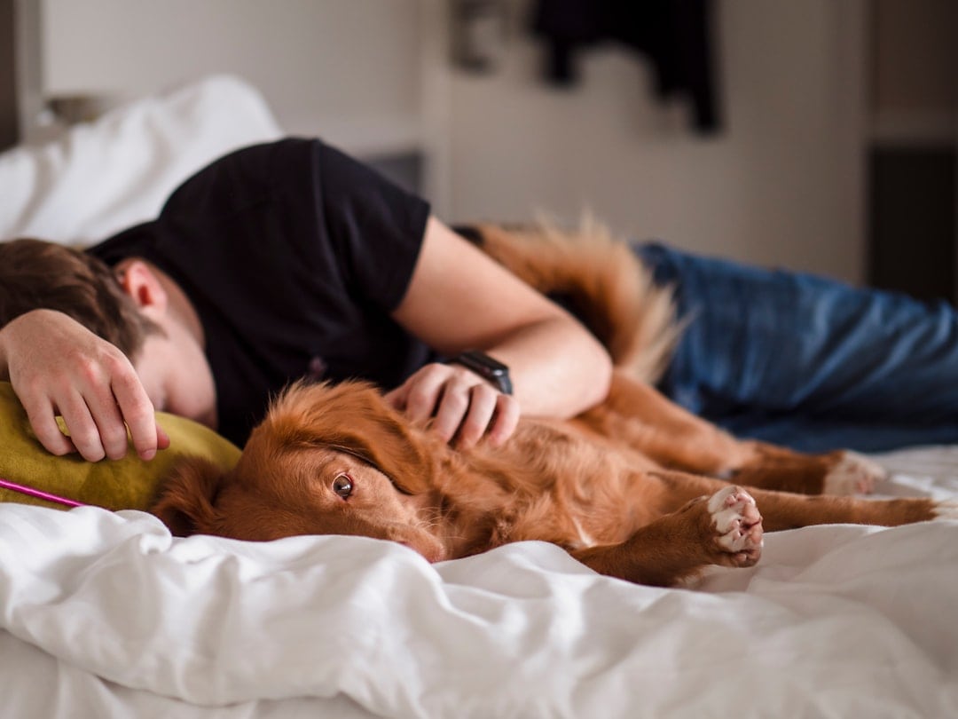Los perros sueñan, lloran y se aburren: todo lo que siente tu perro y cómo saberlo
